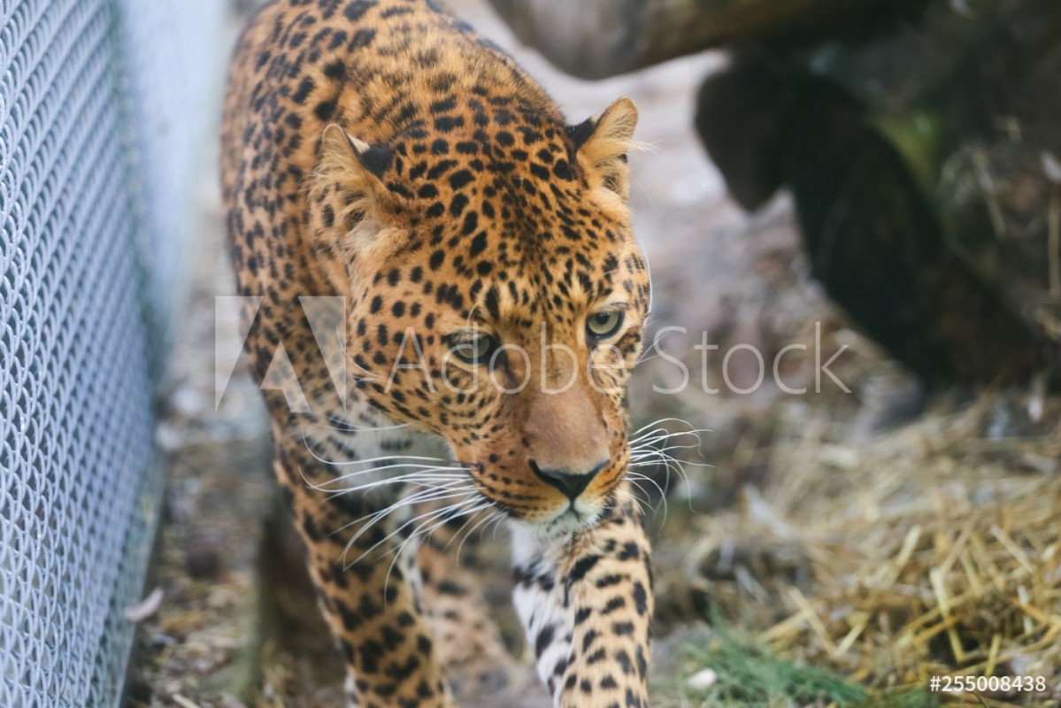 Picture of Close up leopard in pine frost simulation 